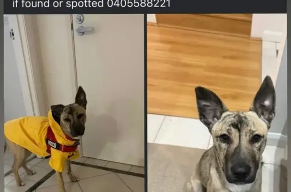 Lost pets , photo: Lost Dog: Rocco, Tan with Brindle Markings