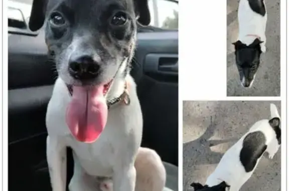 Perros perdidos, Monterrey, foto: ¡Ayuda! Perro pequeño perdido en CBTIS 22