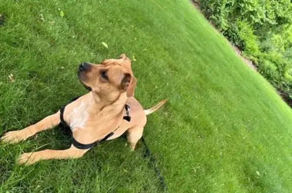 Lost Light Brown Pit: Main St, Woburn