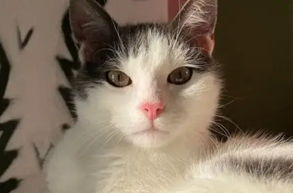 Chatte blanche perdue à Strasbourg - photo