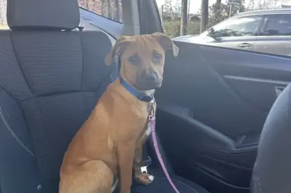 Lost Dog: Sweet Tan Pup, Pink Collar
