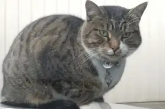 Missing cat , photo: Lost Tabby Cat: White Paws, Blue Collar