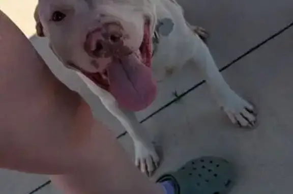 Adopt Jack: Loving Terrier Needs Home
