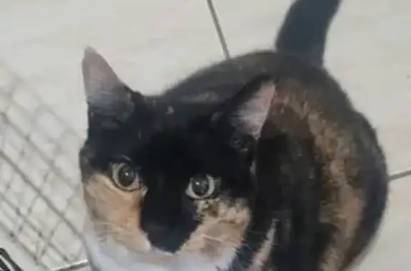 Lost and found pets Jupiter, photo: Lost Cat: Black & Gold, White Paws - Jupiter