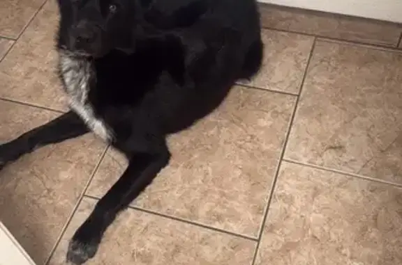 Lost pets , photo: Lost Black Dog: Jumped Fence on WW St