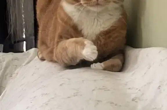 Lost Orange Cat on Arcadia Ave