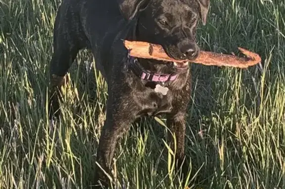 Lost Brindle Lab Mix - Conrad Area