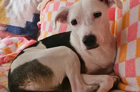 Lost Dog: Friendly 2-Year-Old on VT 103