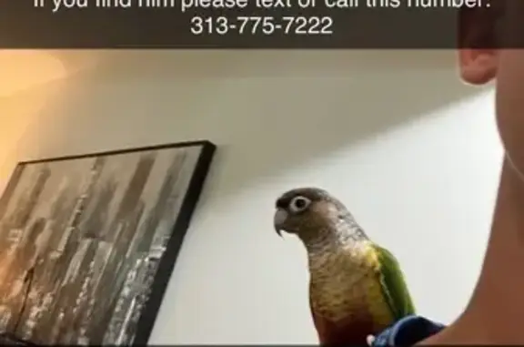 Lost and found pets Dearborn Heights, photo: Lost bird, Dearborn Heights