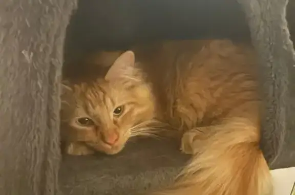 Lost: Fluffy Orange Tabby in Blendon