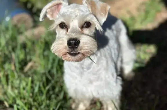 Lost Mini Schnauzer: Silver/White, 10lbs