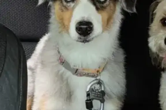 Lost Blue-Eyed Merle Aussie in Hilo