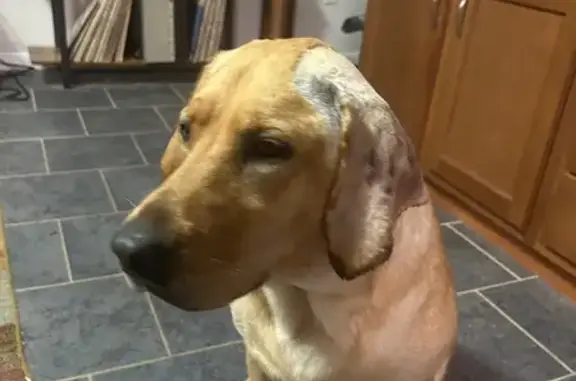 Lost Yellow Lab Near Morgantown, IN