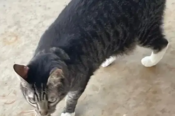 Lost and found pets Bryant, photo: Found: Gray Tabby with White Paws, Bryant