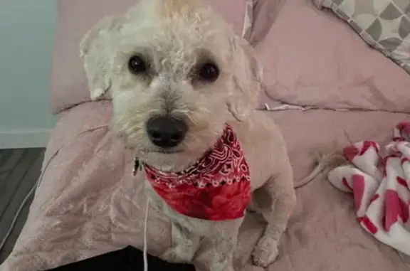 Lost Toy Poodle with Pink Ears in Aurora