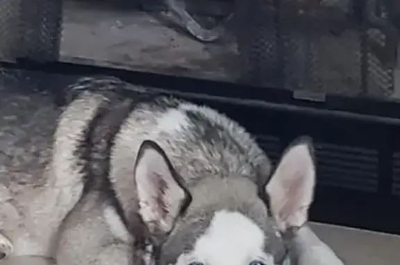 Lost Dog with Extra Toe in Crown Point