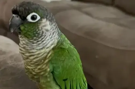 Lost Conure: Colorful & Vocal...