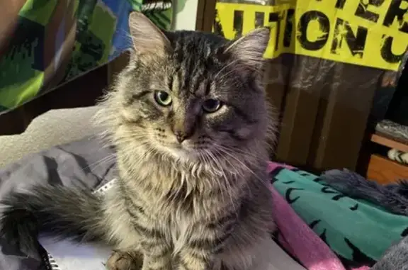 Lost Maine Coon Mix on St. Germain St.