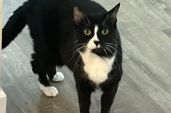 Lost Tuxedo Cat: Green Eyes, 4 White Paws