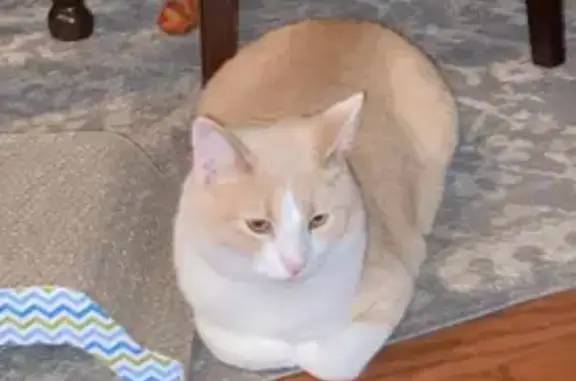 Lost Large Orange Cat - Kern Drive