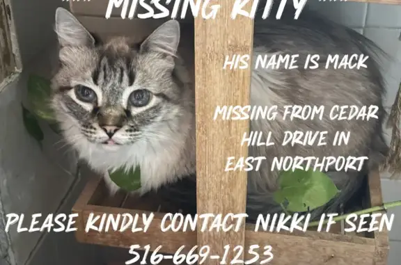 Friendly Lost Cat: Mack on Cedar Hill Dr