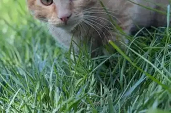 Lost: Friendly 5-Month-Old Cat in Yamhill