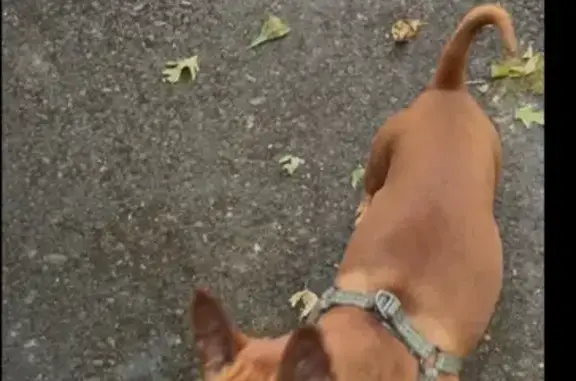 Lost Red: Min Pin in Green Harness, Newport