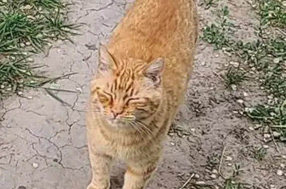 Lost pets Idaho Falls, photo: Lost: Chatty Orange Cat on West Sunnyside