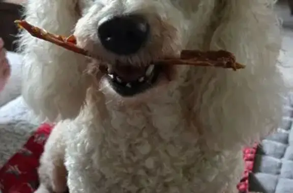 Lost Poodle: White with Rust Paws