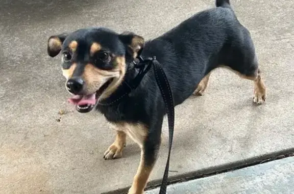 Lost and found pets Belton, photo: Found Dog: Black/Tan on FM 436, Belton