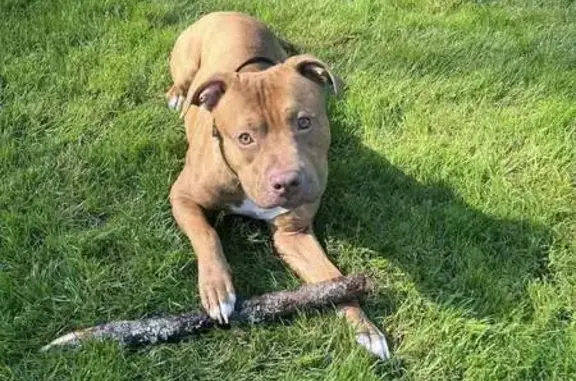Help Find Hercules: Lost Pitbull in TN