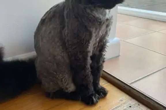 Lost Long-Haired Cat: Seen Near St Kilda