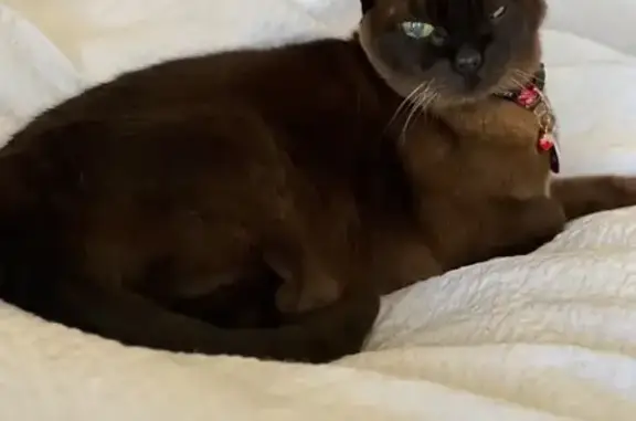 Lost pets Woollahra, photo: Lost: Elderly Burmese Cat in Woollahra