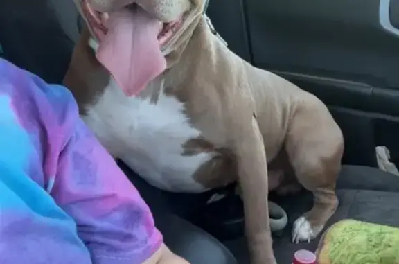 Lost Tan Pitbull: Help Bring Him Home
