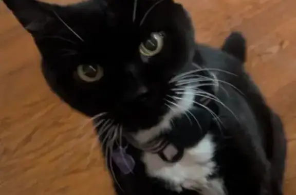 Lost Tuxedo Cat Macho - Gress Ave, ATL