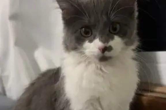 Lost Cat Tito: Gray, No Tail, Unique Nose