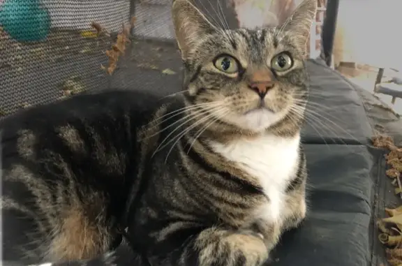 Help Find Kitine: Lost Tabby in Santee