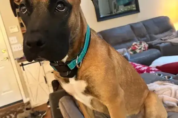 Lost Boxer Mix: Birdie on Cedar Drive