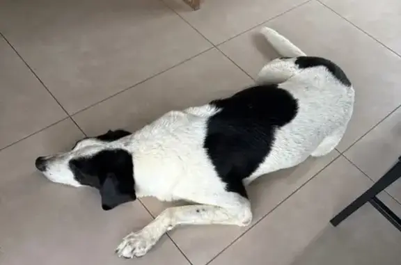 Animaux trouvés Champvans, photo: Chien noir et blanc trouvé à Champvans