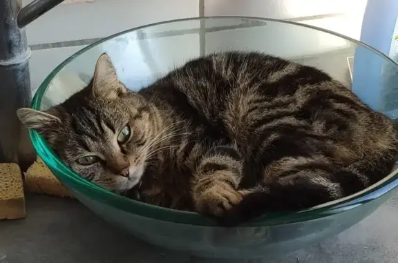Chatte tigrée perdue à Saint-Doulchard - photo