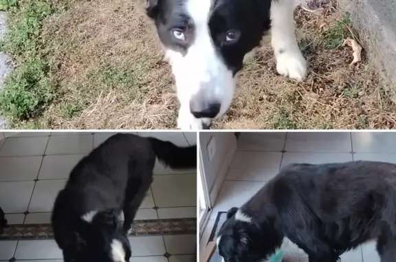Chien trouvé Saint-Lumine-de-Clisson, photo: Chien border collie bicolore trouvé à St-Lumine