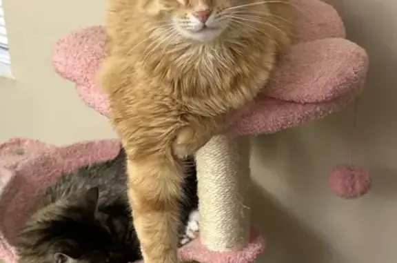 Lost Orange Tabby: Fluffy Tail & Amber Eyes