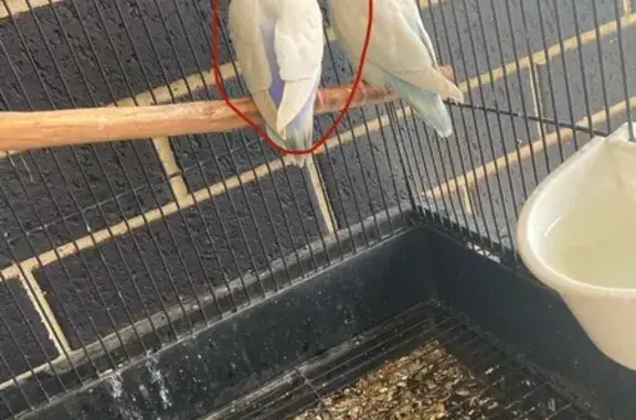 Lost pets Playford, photo: Lost Violet Lovebird on Tallerack St