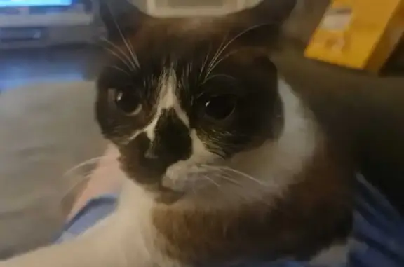 Gato siamés perdido en Jerez:...