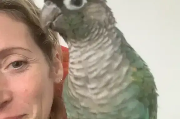 Animaux perdus Champigny-sur-Marne, photo: Conure turquoise perdue à Champigny