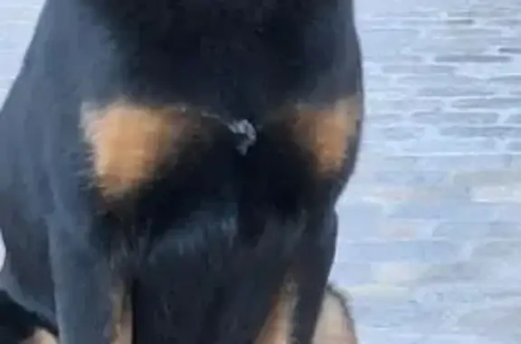 Beauceronne perdue à Durban-Corbières - photo