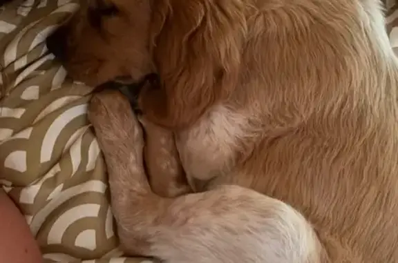 Chiot épagneul breton perdu à Loubeyrat - photo