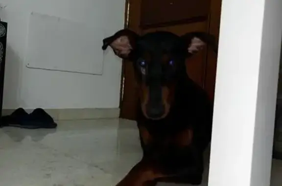 Animales encontrados , foto: Perro Noble Hallado con Herida en Cerro Muriano