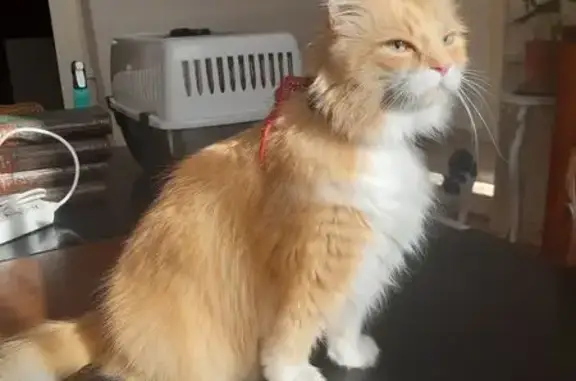 Chat angora roux/blanc trouvé, Châtellerault - photo