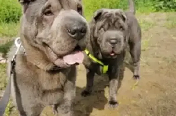 Chien Sharpei gris perdu à Villefranque - photo